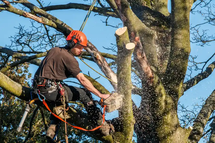 Tree Service